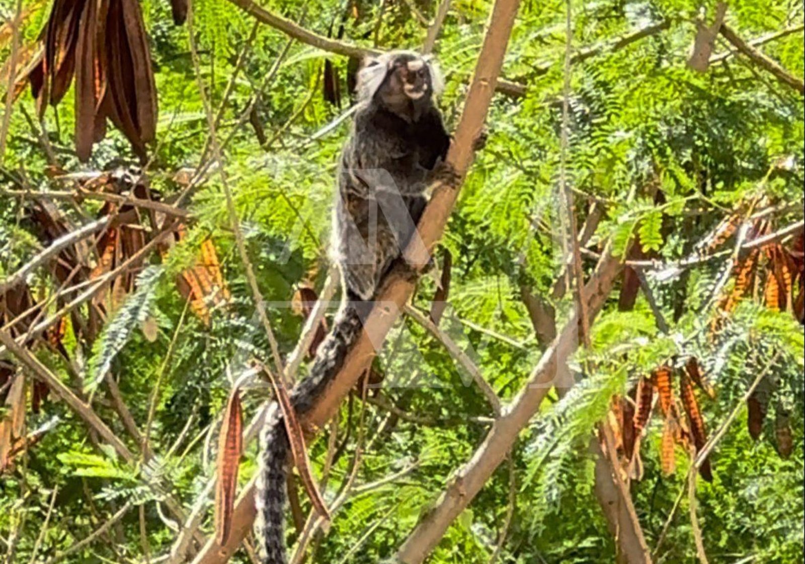 frames-residence-alicson-machado (27)